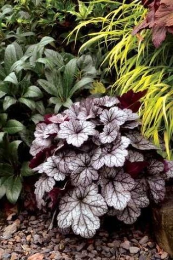 Гейхера гібридна ’Гліттер’|Heuchera hybrid ’Glitter’|Гейхера гибридная ’Глиттер’